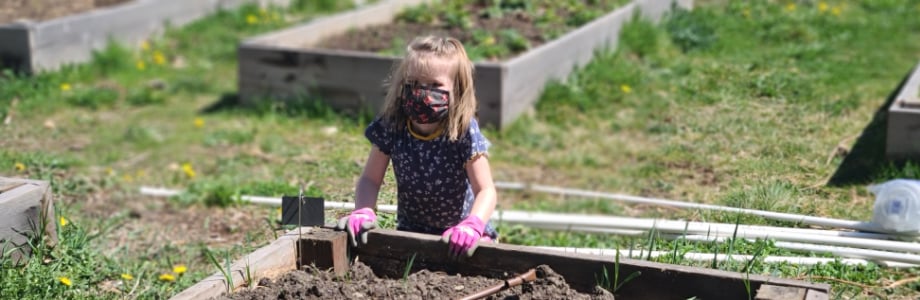 elementary student tends to garden bed