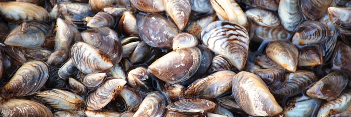 Outside Is In: The Trouble with Zebra Mussels