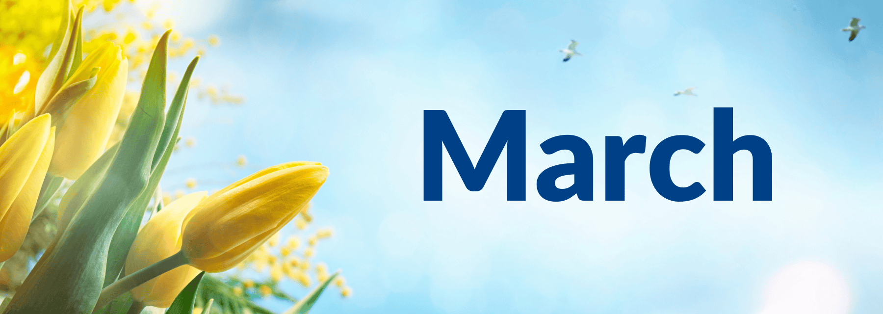 Yellow tulips on the left, 